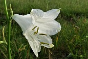 17 Giglio di monte (Paradisia liliastrum)